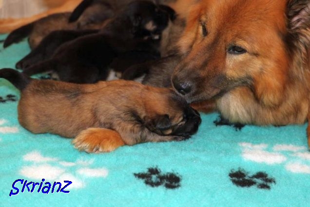 26.2.2021 - Aria, die brave Mama